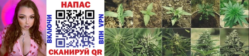 Конопля Bruce Banner  Купить где  Краснозаводск 